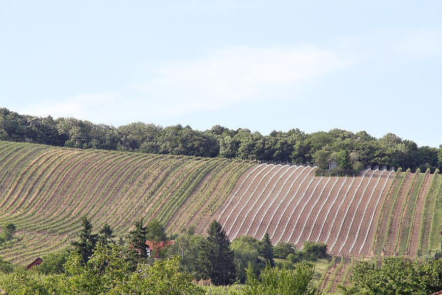 Neustifter Weinberge