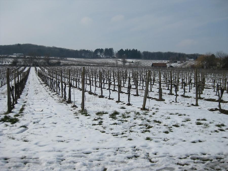 Weingärten im Schnee