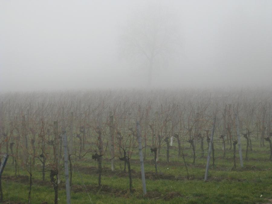 Maurer Weinberge im Nebel