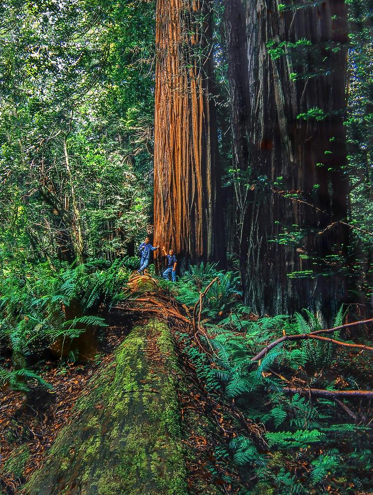 Sequoia National Park, USA