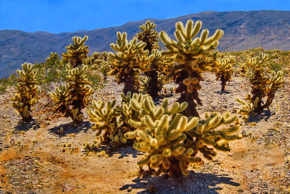 Sonora Wüste, Arizona, USA