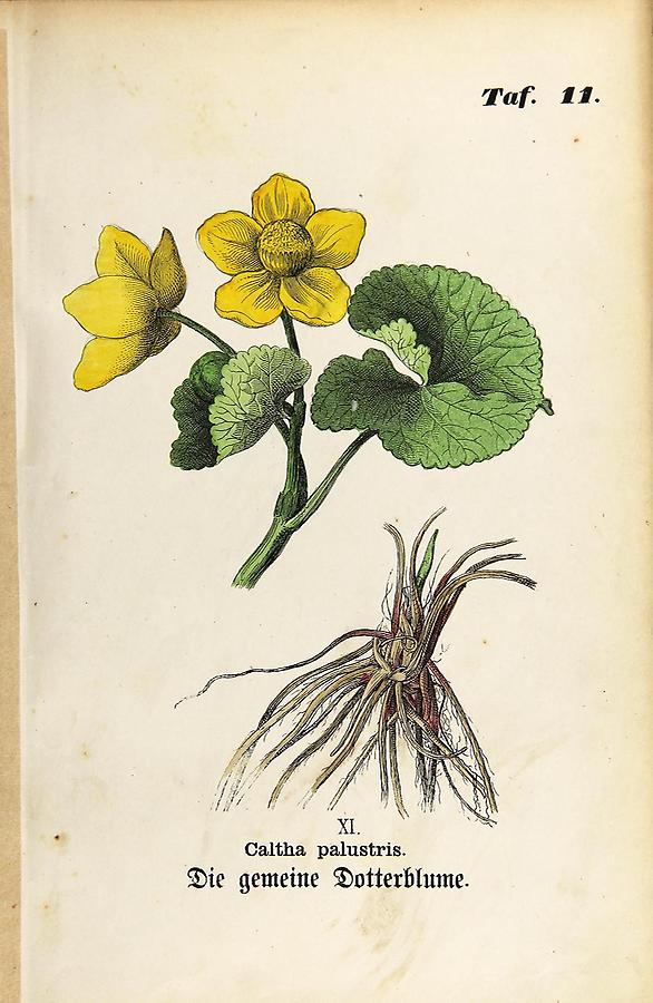 Illustration gemeine Dotterblume / Caltha palustris