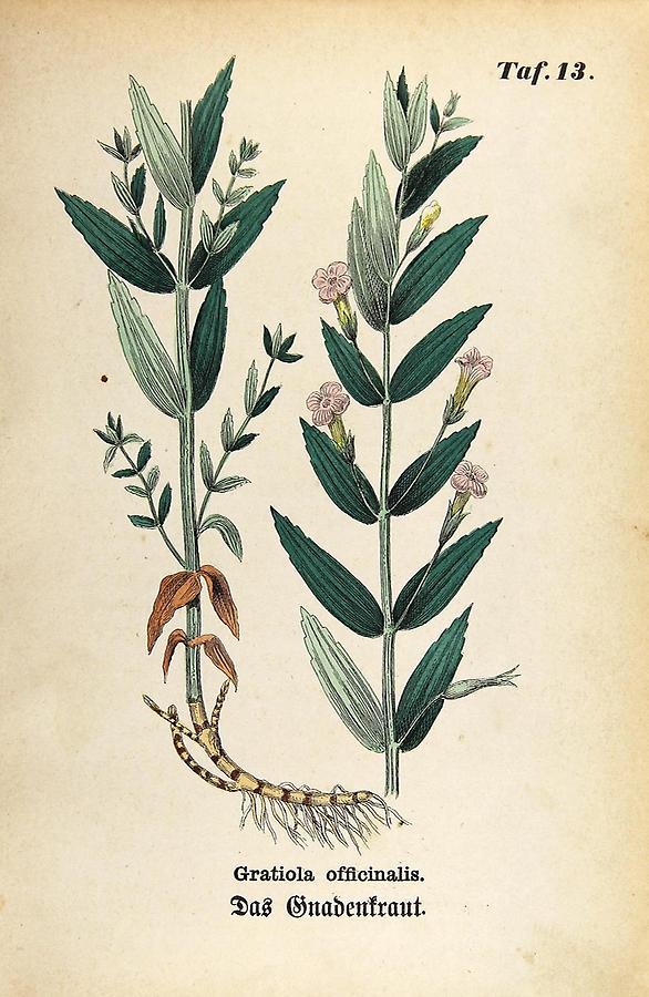 Illustration Gnadenkraut / Gratiola officinalis