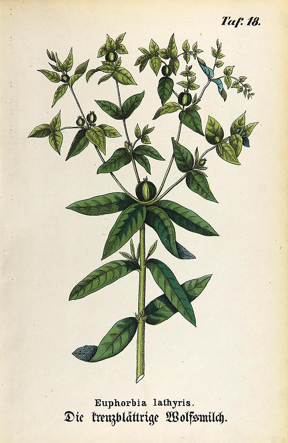 Illustration kreuzblättrige Wolfsmilch / Euphorbia lathyria