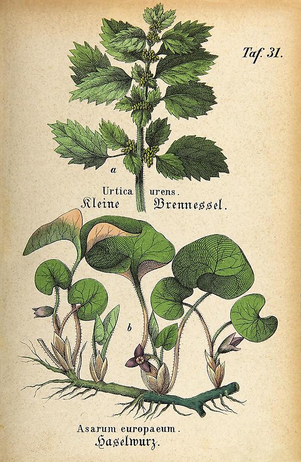 Illustration a: Kleine Brennessel / Urtica urens, b: Haselwurz / Asarum europaeum