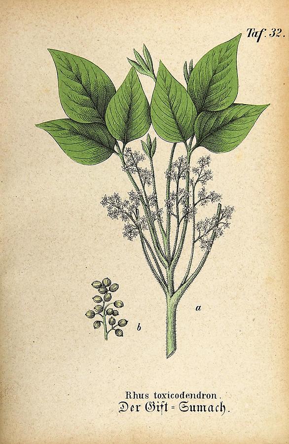 Illustration Gift-Sumach / Rhus toxicodendron