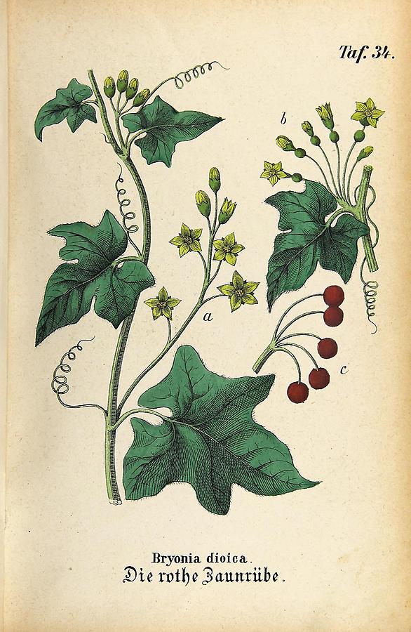 Illustration rothe Zaunrübe / Bryonia dioica