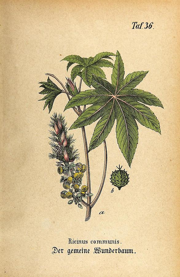 Illustration gemeiner Wunderbaum / Ricinus communis