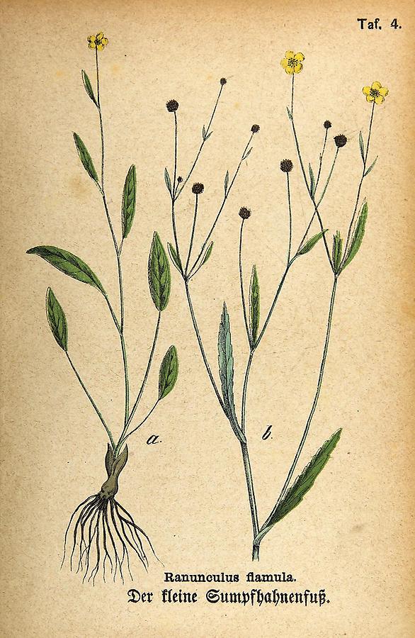 Illustration kleiner Sumpfhahnenfuß / Ranunculus flamula