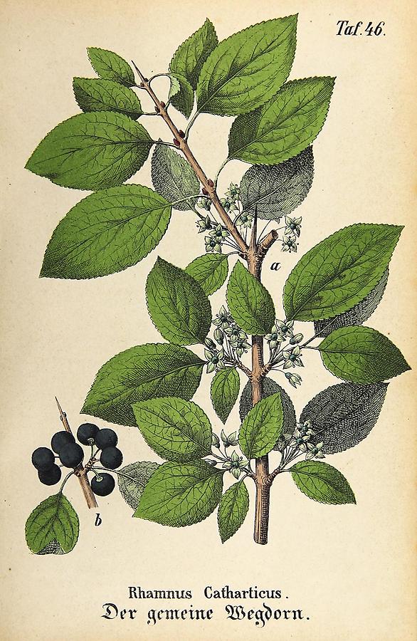 Illustration gemeiner Wegdorn / Rhamnus Catharticus