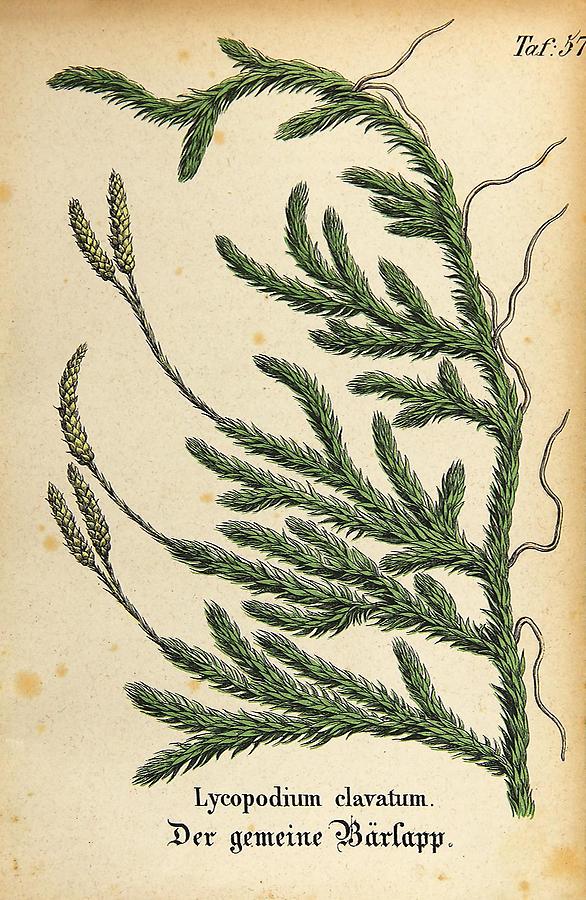 Illustration gemeiner Bärlapp / Lycopodium clavatum