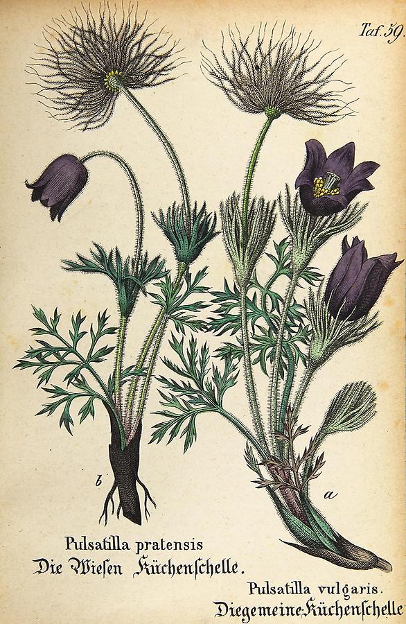 Illustration a: gemeine Küchenschelle / Pulsatilla vulgaris, b: Wiesen Küchenschelle / Pulsatilla pratensis