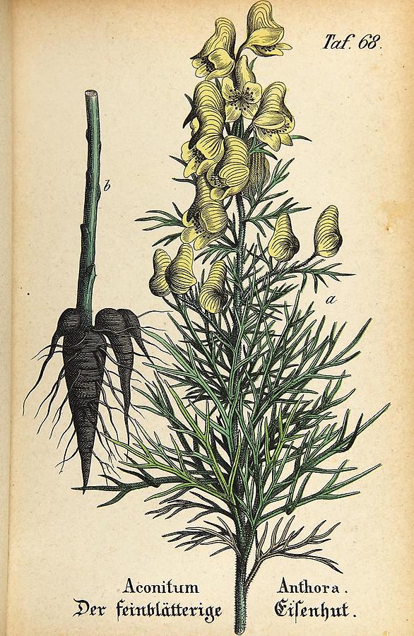 Illustration feinblätteriger Eisenhut / Aconitum Anthorum