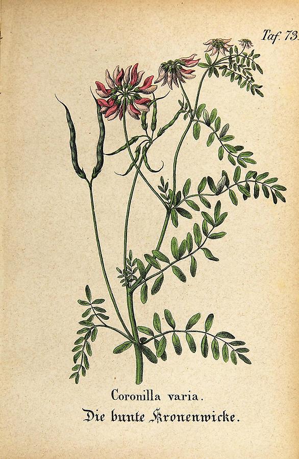 Illustration bunte Kronenwicke / Coronilla varia