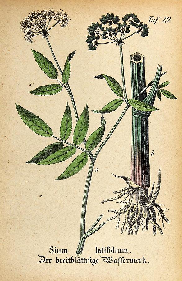 Illustration breitblättriger Wassermerk / Sium latifolium