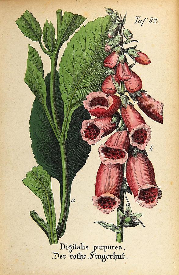 Illustration rother Fingerhut / Digitalis purpurea