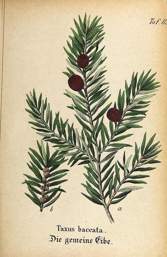 Illustration gemeine Eibe / Taxus baccata