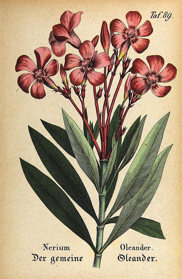Illustration gemeiner Oleander / Nerium Oleander
