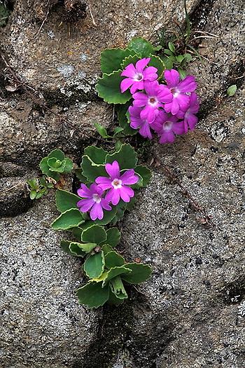 Behaarte Schlüsselblume