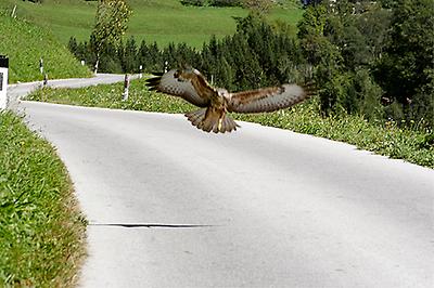 Bussard im Anflug