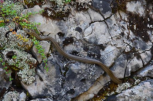 Coronella austriaca, die Glattnatter