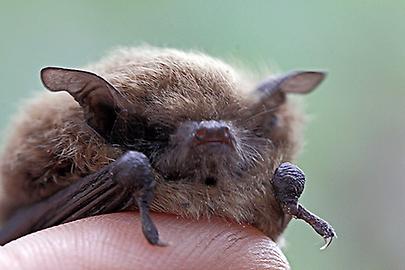 Baby-Fledermaus