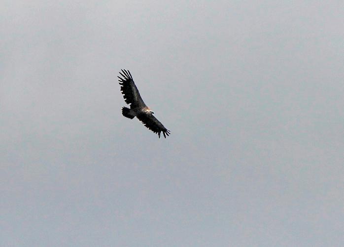 Gänsegeier im Flug