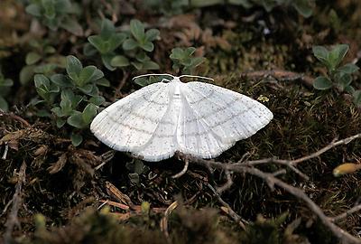 Welcher Schmetterling 6639 web.jpg