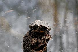 Rotwangen Schildkröte