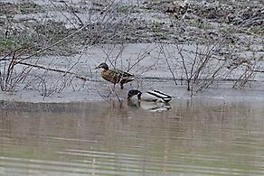 Wildenten am Tümpel