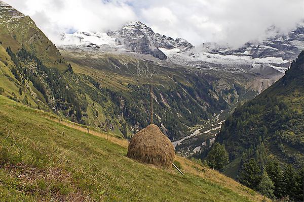 Triste auf der Hochmahd