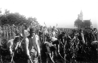 Arbeit in den Weinbergen bei Bad Vöslau, © IMAGNO/Austrian Archives