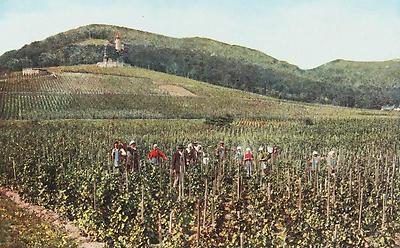 Weinlesen in Bad Vöslau, © IMAGNO/Austrian Archives