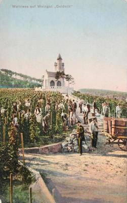 Weinlese auf Weingut 'Goldeck', © IMAGNO/Austrian Archives