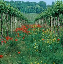 Weinberg-Idylle bei Brunn am Gebirge