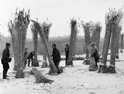 Schilfernte am Neusiedlersee, © IMAGNO/Austrian Archives (S)