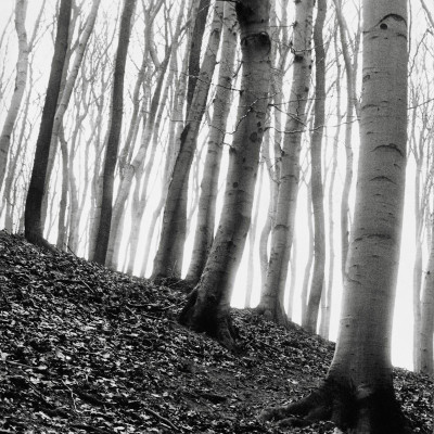 Buchenwälder am Cobenzl, © IMAGNO/Gerhard Trumler