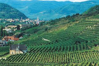 Dürnstein von den Oberloibener Weinbergen