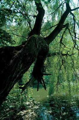 Bäume im Schlosspark von Eckartsau, © IMAGNO/Gerhard Trumler
