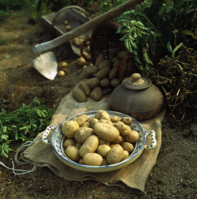 Kartoffeln, © IMAGNO/Gerhard Trumler