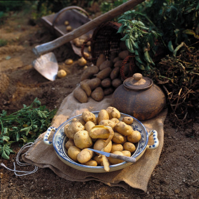 Stillleben mit Erdäpfeln, © IMAGNO/Gerhard Trumler