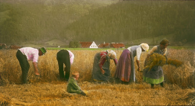 Bauern beim Garbenbinden, © IMAGNO/Öst. Volkshochschularchiv