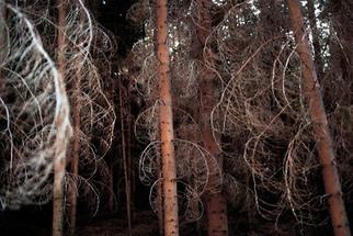 Wald am Großen Kamp bei Grünbach