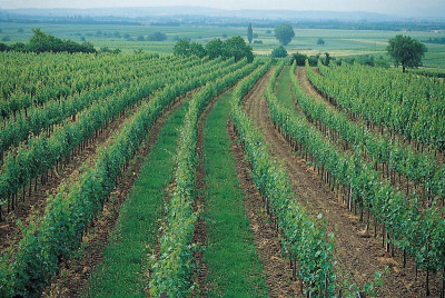 Weinberg bei Grosshöflein, © IMAGNO/Gerhard Trumler