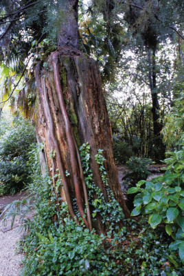 Baum im Garten von André Heller in Gardone, © IMAGNO/Franz Hubmann