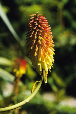 Blüte im Garten von André Heller in Gardone, © IMAGNO/Franz Hubmann