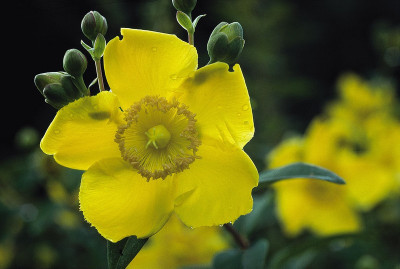 Blume im Garten von André Heller in Gardone, © IMAGNO/Franz Hubmann