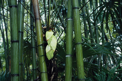Bambus im Garten von André Heller in Gardone, © IMAGNO/Franz Hubmann