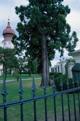 Kiefern im Garten von Stift Göttweig, © IMAGNO/Gerhard Trumler