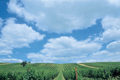 Landschaft mit Weinrieden bei Hohenruppersdorf, © IMAGNO/Gerhard Trumler